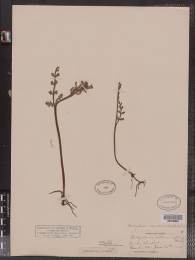 Botrychium