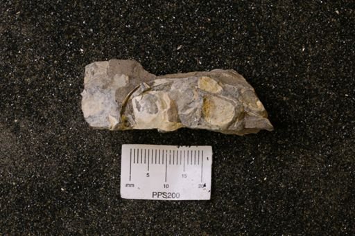 Inoceramidae?