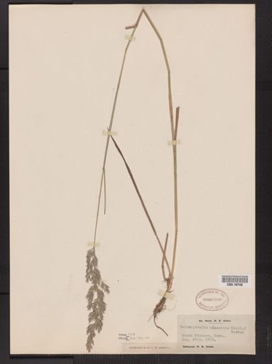 Calamagrostis cinnoides