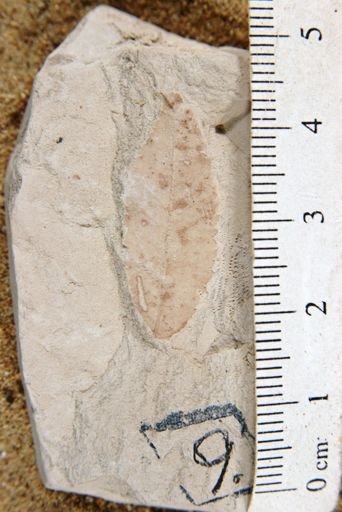 Rosa hilliae