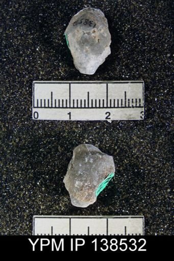 Hemiptychina sublaevis
