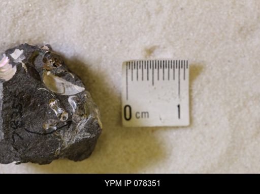 undet. Scaphitidae