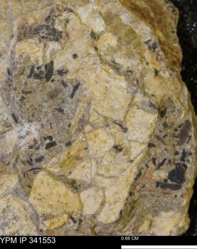 undet. Mollusca