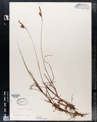 Carex limosa