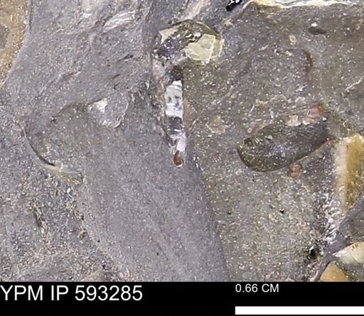 undet. Mollusca
