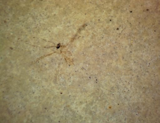 undet. Hexapoda