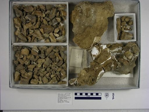 Elotherium? uintensis