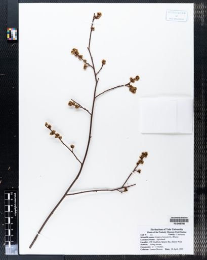 Lindera benzoin