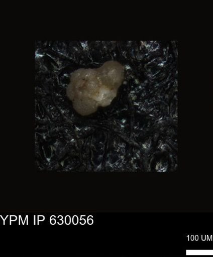 undet. Foraminiferida