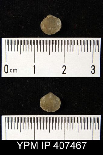 Catazyga anticostiensis