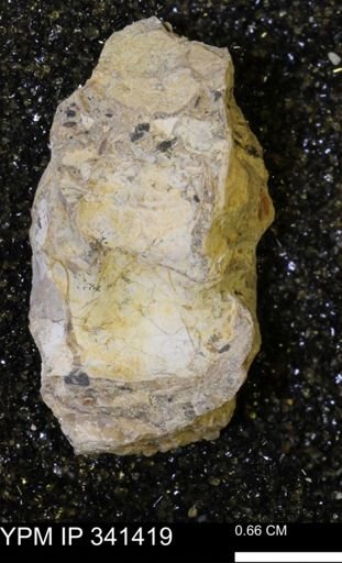 Inoceramus sp.