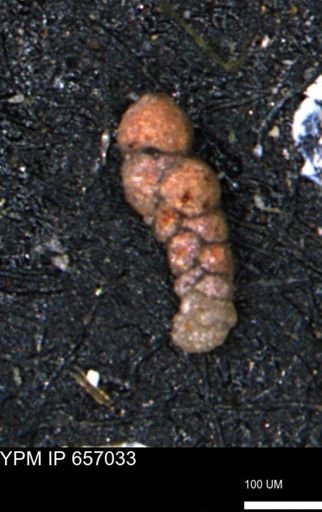 Ammobaculoides whitneyi