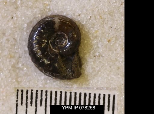 Hoploscaphites comprimus