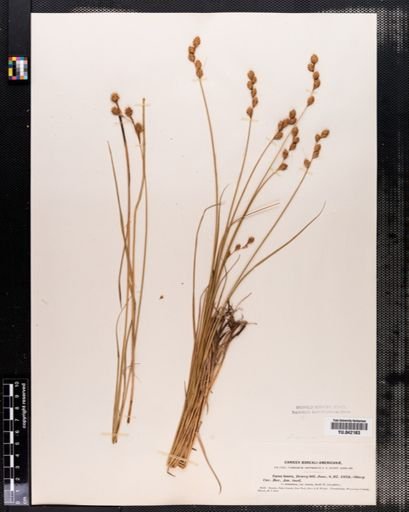 Carex tenera
