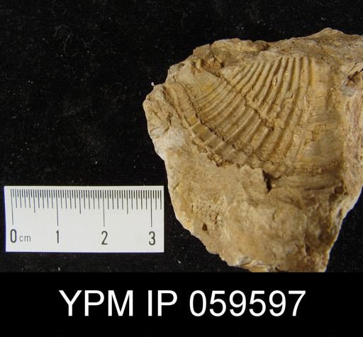 Spirifer worthenanus