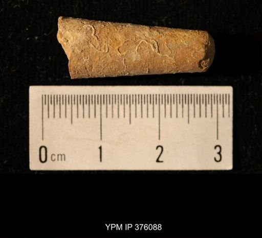 Pseudorthoceras knoxense
