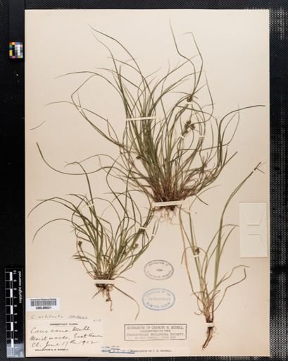 Carex varia