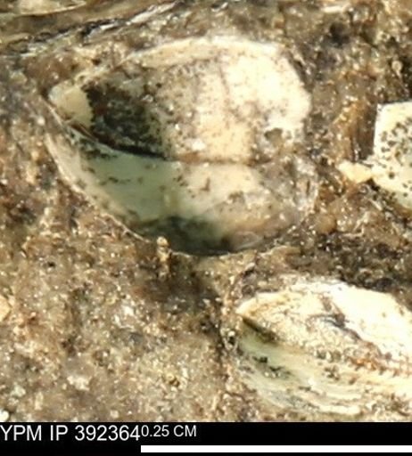 Protocardia subquadrata