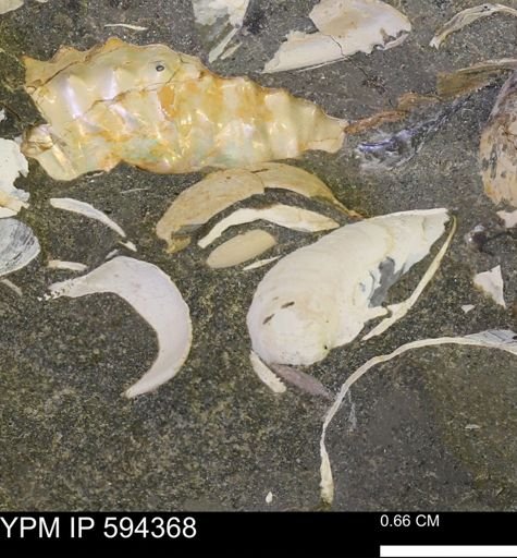 Protocardia sp.