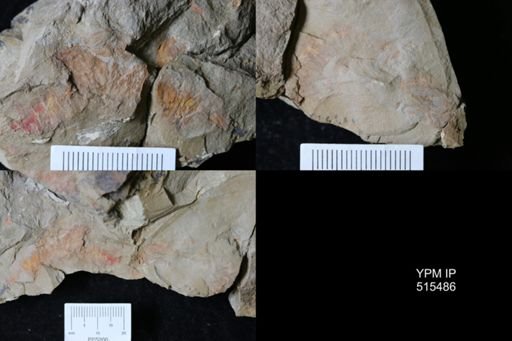 Thelxiope sp.