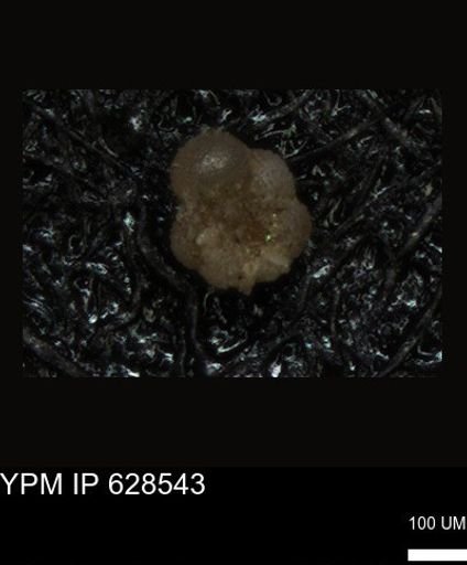 undet. Foraminiferida