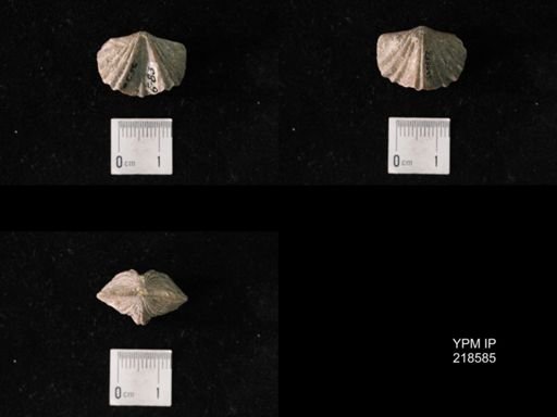 Platystrophia crassa