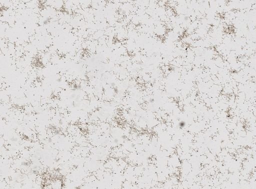 Plakina monolopha