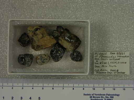 Phenacodus intermedius