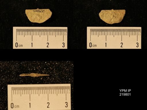 Chonetes granulifer