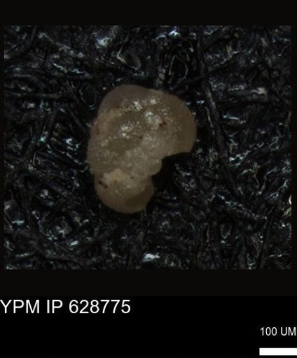 undet. Foraminiferida