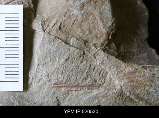undet. Arthropoda
