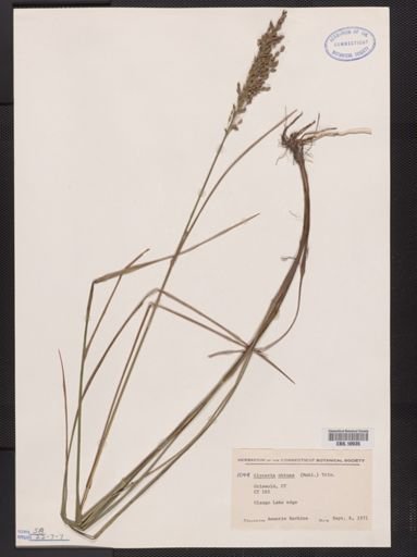 Glyceria obtusa
