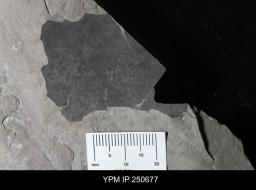 undet. Eurypterida