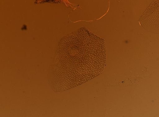 Lagisca impatiens