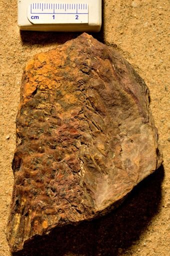 Lepidodendron