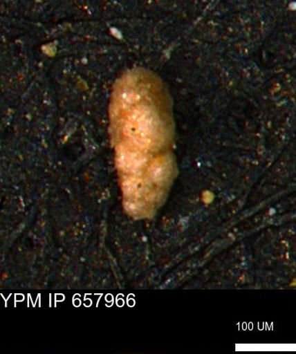 Verneuilinoides kansasensis