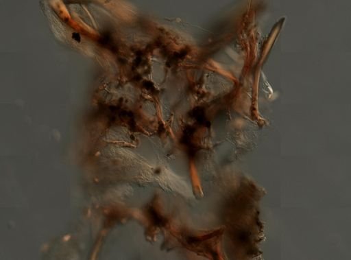Ircinia cf. fasciculata