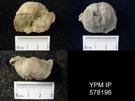 Productus cora