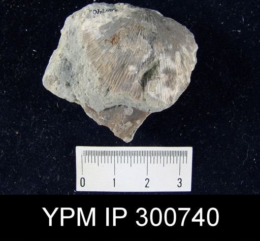 Stropheodonta profunda