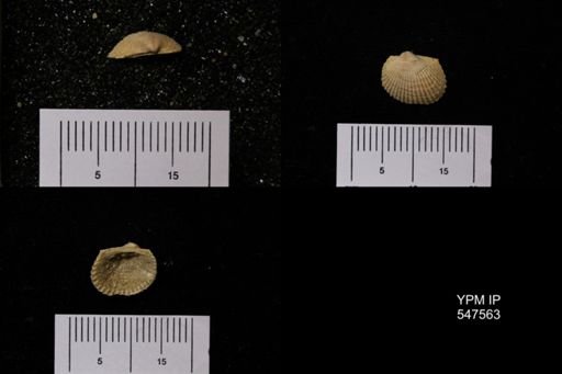 Scapharca transversa