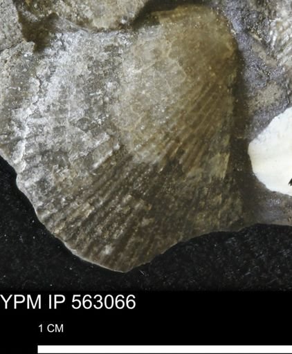 Oxytoma (Hypoxytoma) sp.