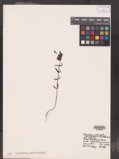 Rhinanthus crista-galli