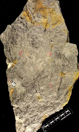 Archaeopteris