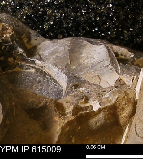 undet. Mollusca