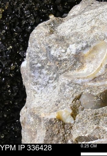 undet. Mollusca