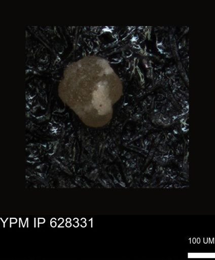 undet. Foraminiferida
