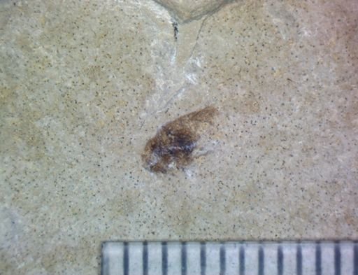 undet. Hexapoda