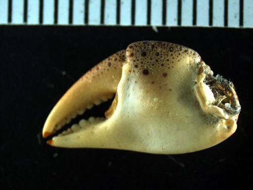 Hemigrapsus sanguineus