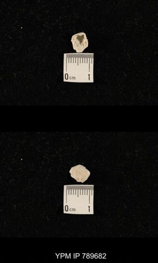 undet. Brachiopoda
