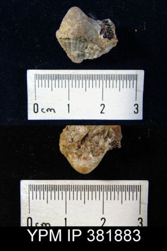 undet. Brachiopoda